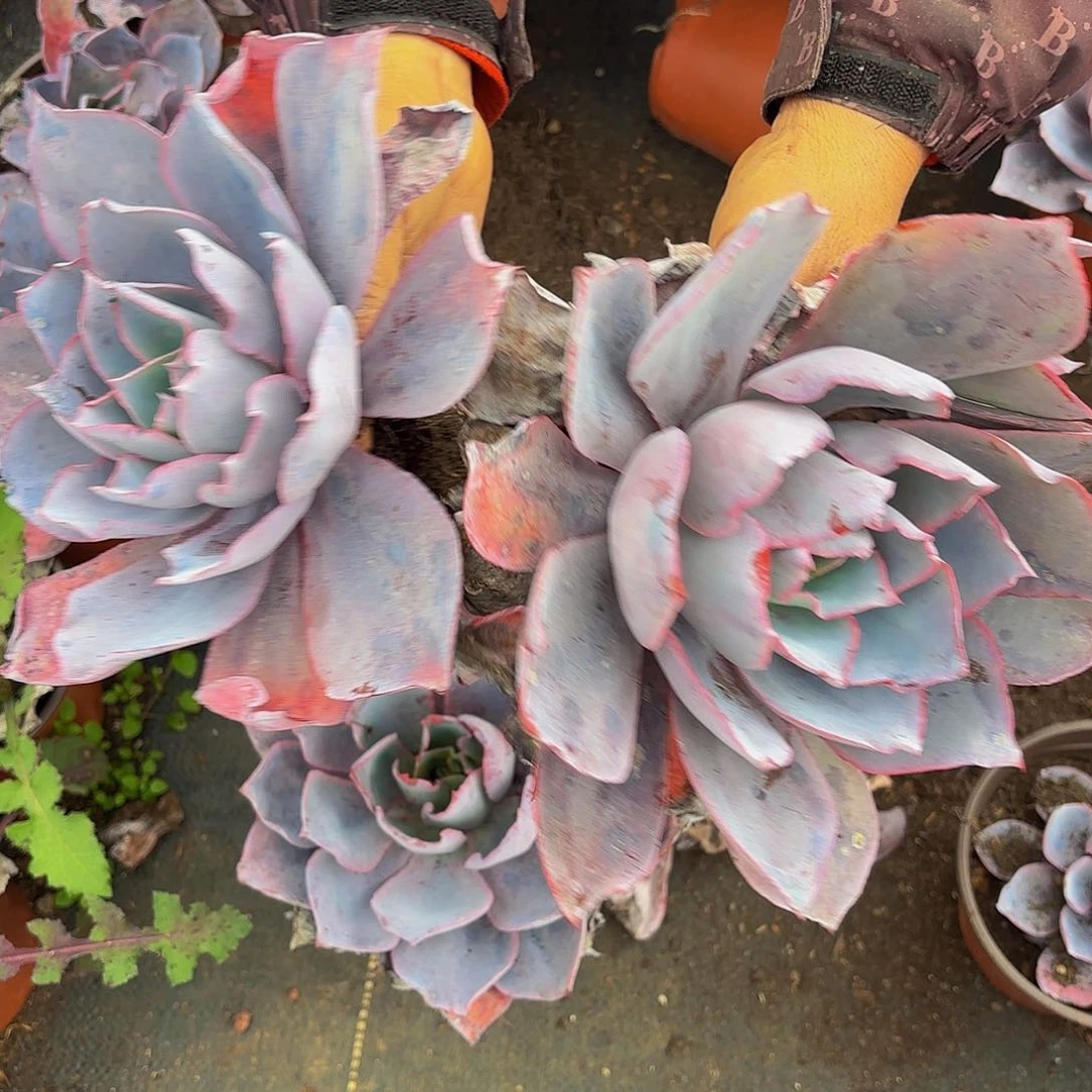 2棵晚霞。