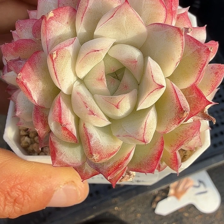 0130-55 女王自然群