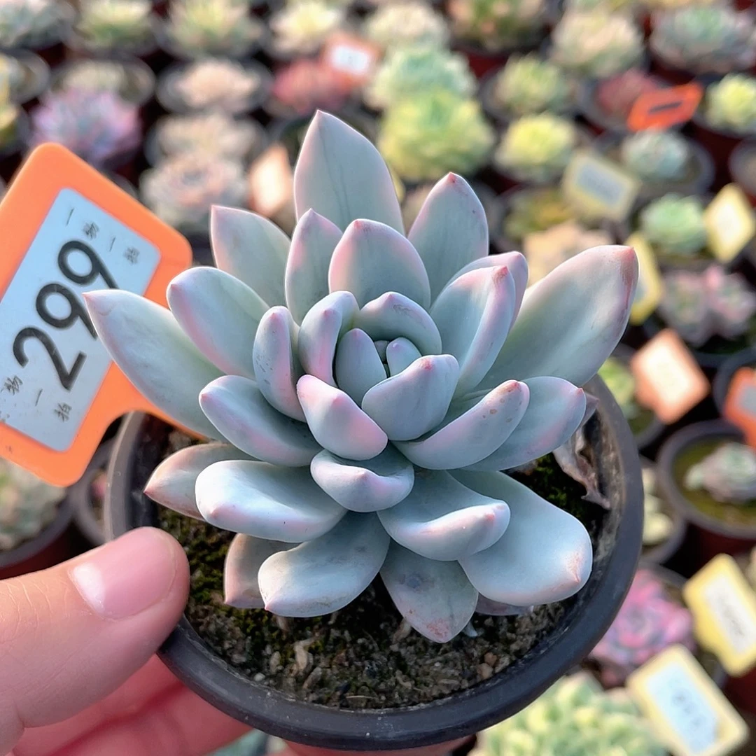 霜之朝锦299号多肉