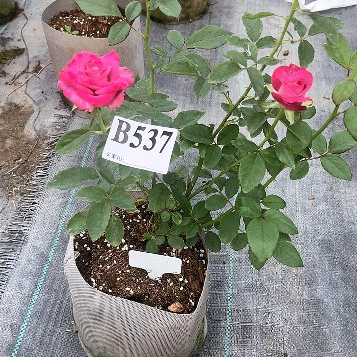 无花朵小夜曲，又名宿命537号