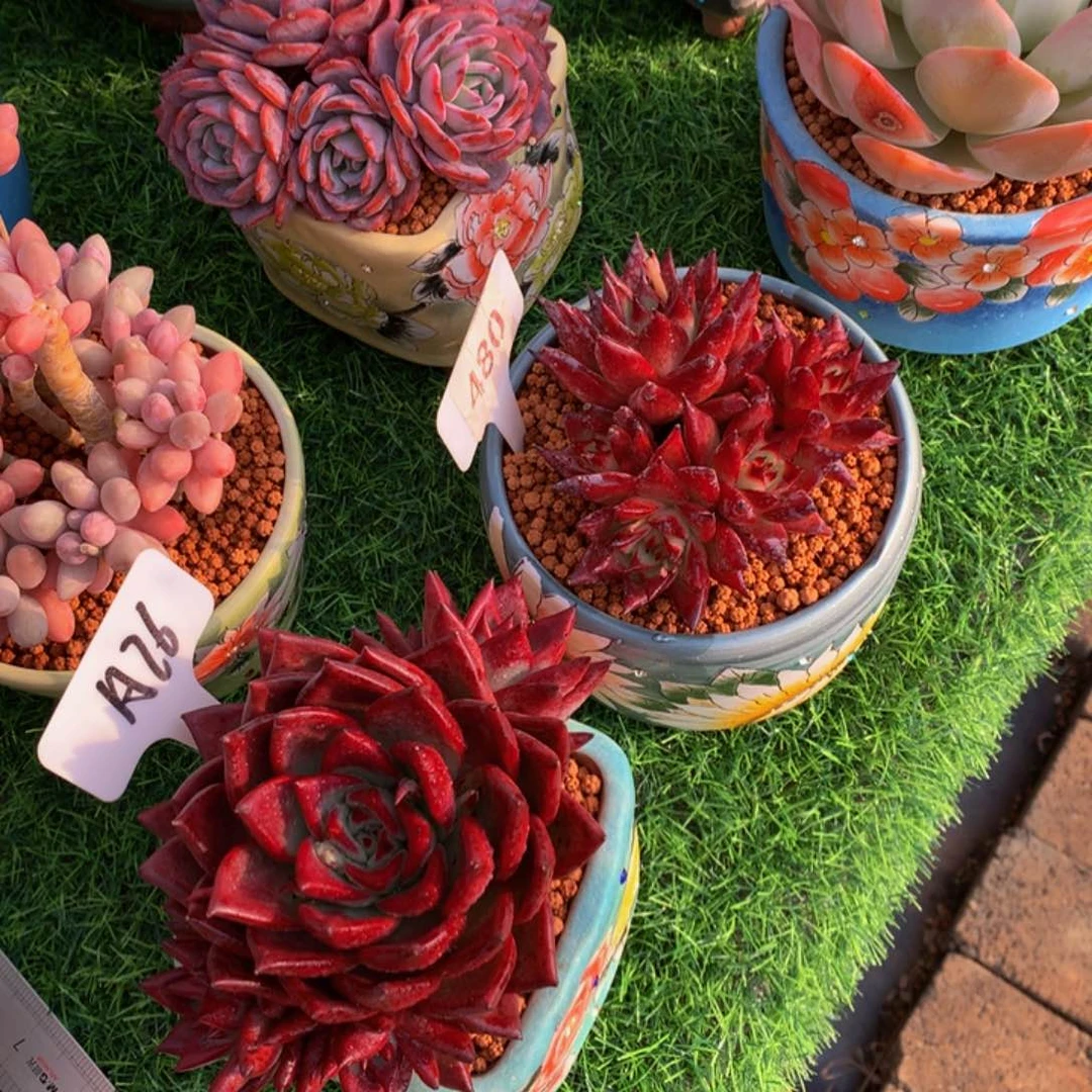 周*两颗一起多肉植物121