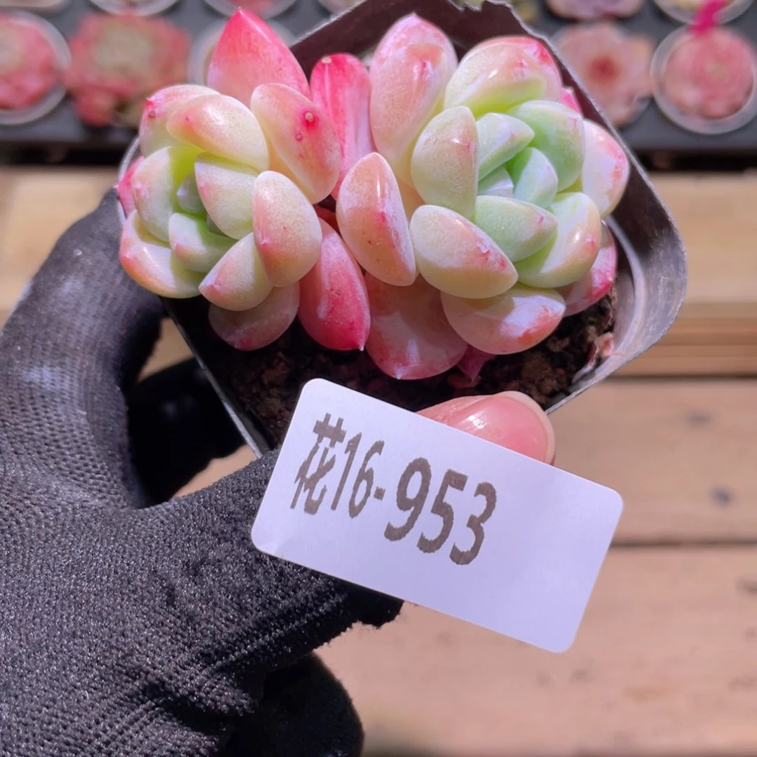 花利美16-953冰玉