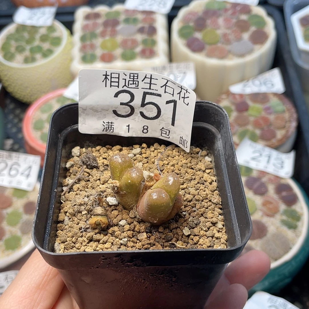 相遇开播福利351