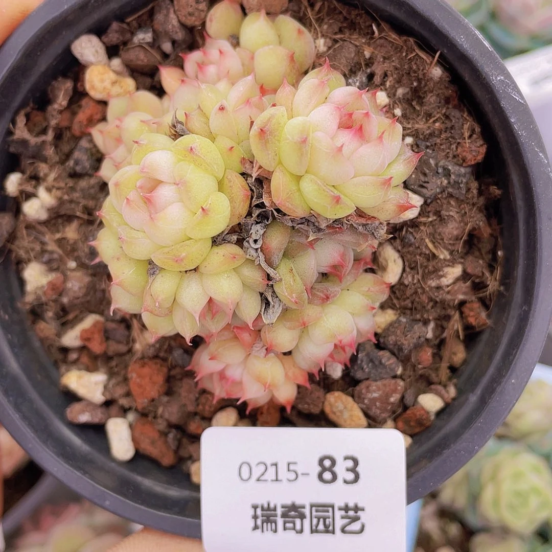 000000000000083一物一拍