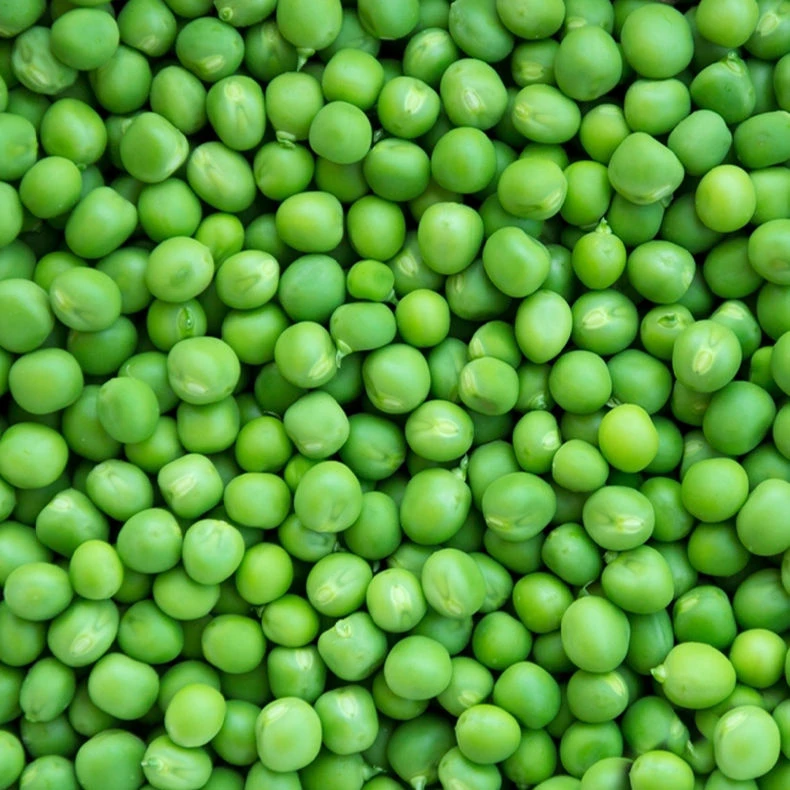 文成高山农家蚕豆