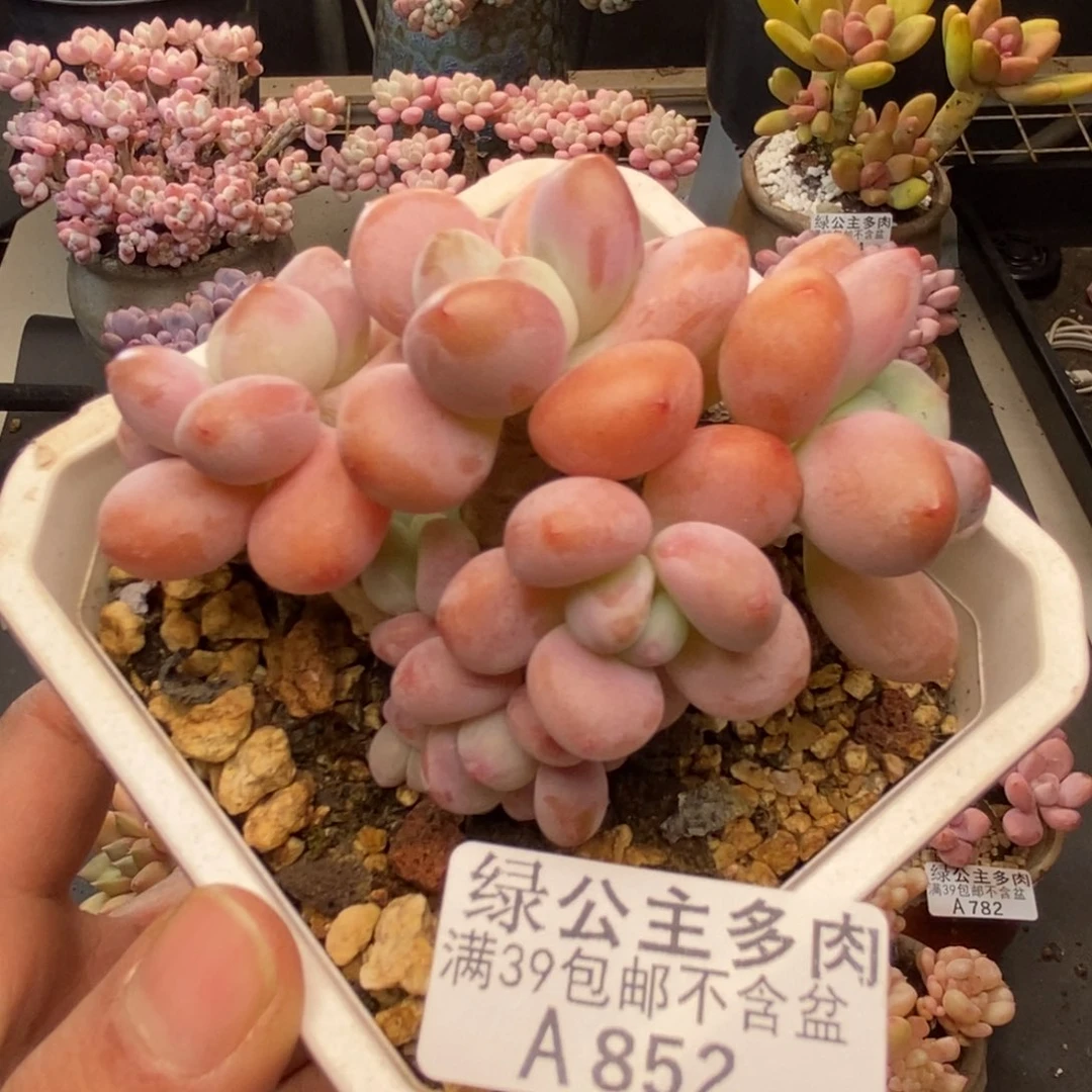 852花朵洛神多肉7c m