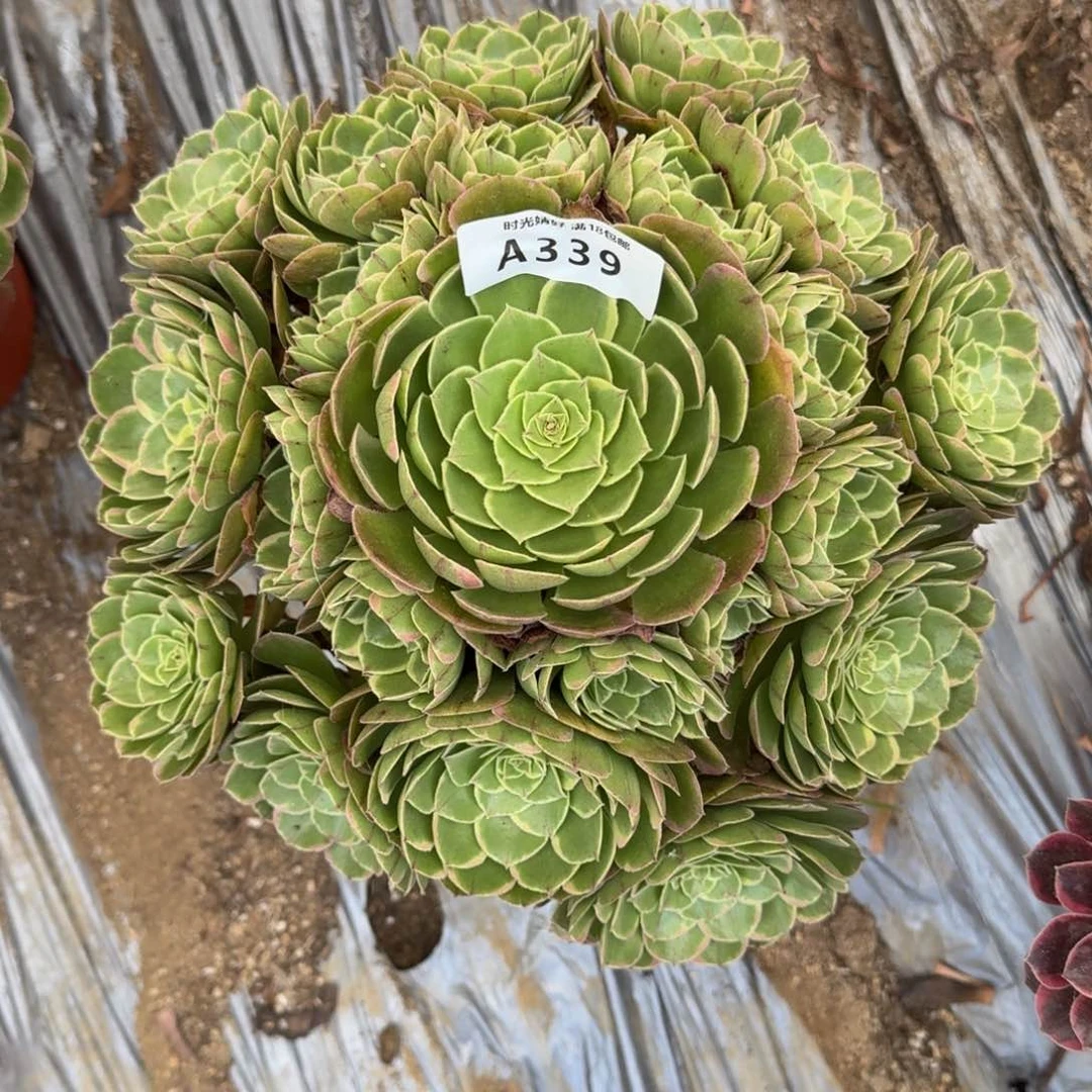 339多肉植物多肉植物