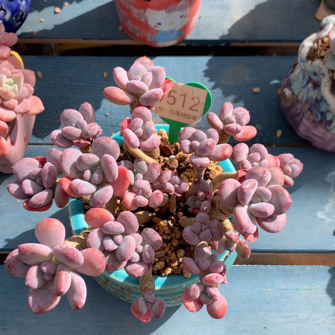 灰姑娘老桩无砍1512