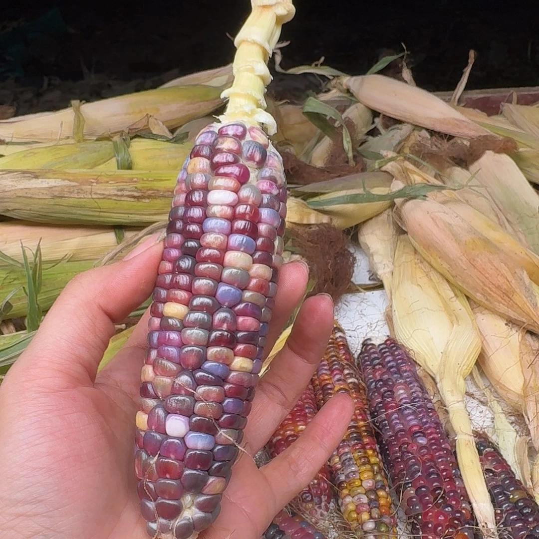 吊坠柏香籽/百香籽