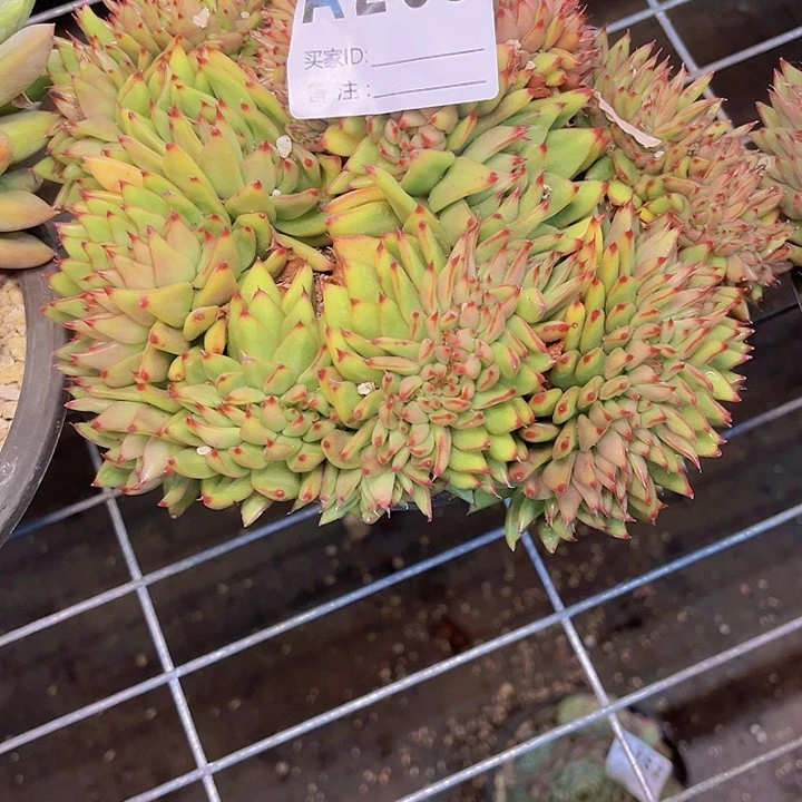 S****不要在打来哦你说