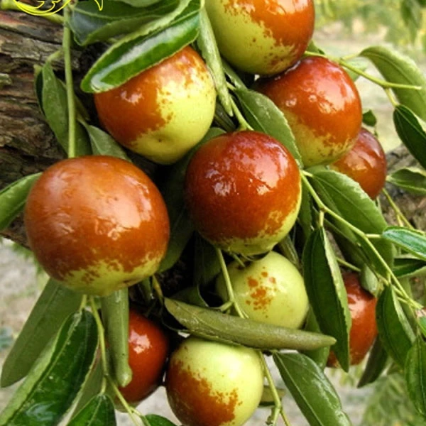 沾化冬枣苗 冰糖脆甜冬枣无渣南方北方种植庭院 枣树果树苗