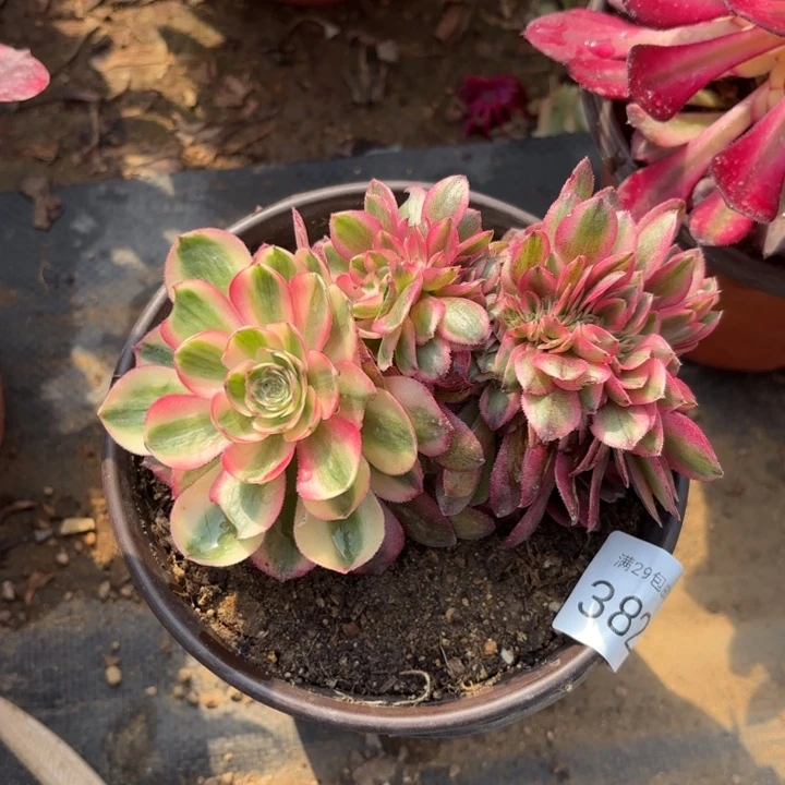 荔枝多肉法师3821