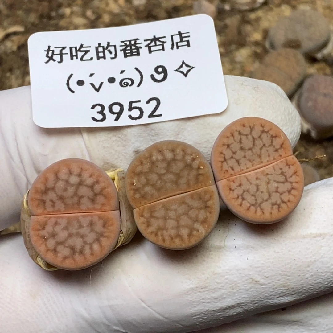 3952。小特一些。。。。