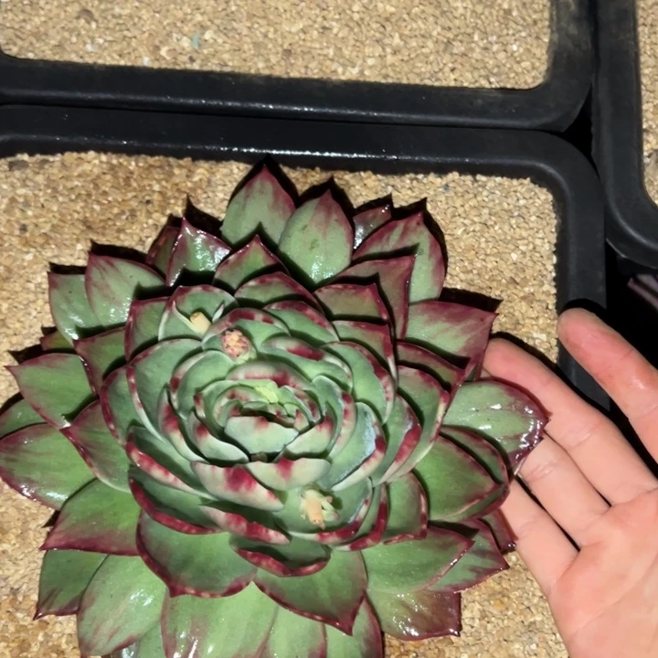 玫***瑰多肉植物玫瑰111111