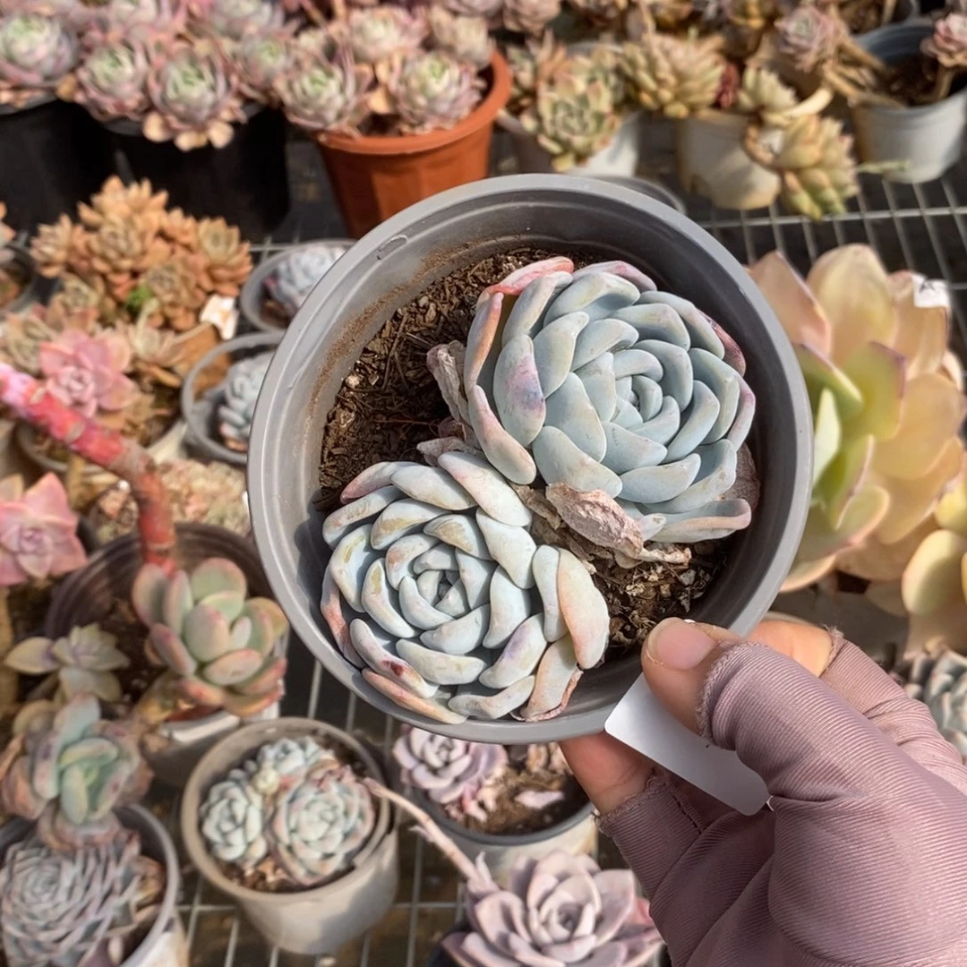 5893冰玉多头一物一拍
