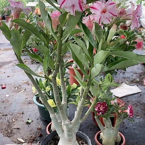 【闪购商品】无花朵幸**英