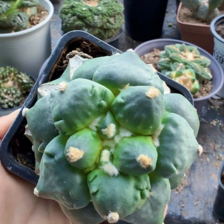 用***3774蓝白肌蛋怒牡丹