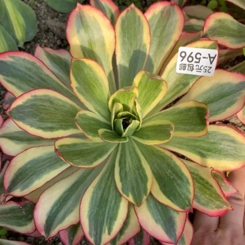 596魅影满25包邮多肉