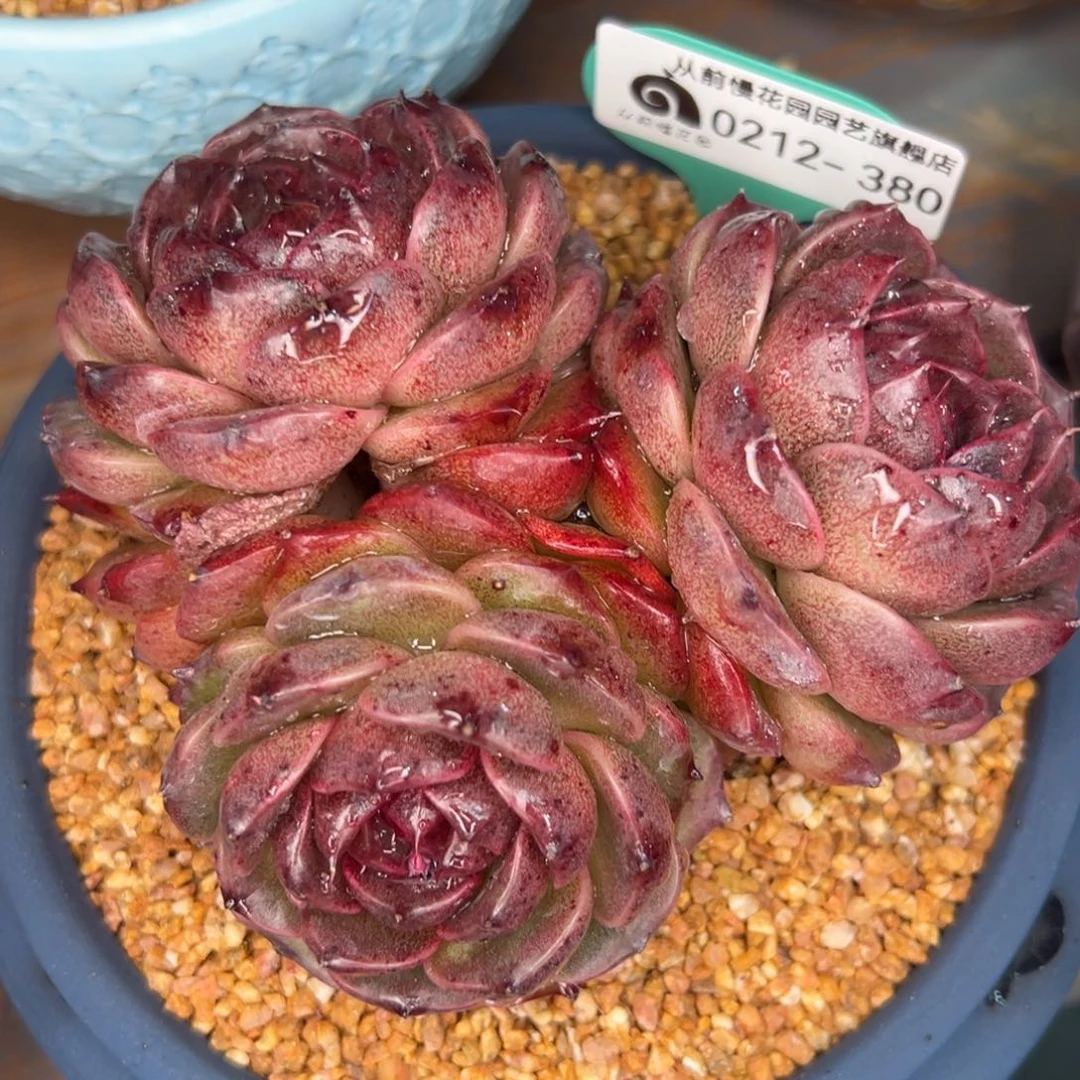 从前慢多肉精选编号0212.380