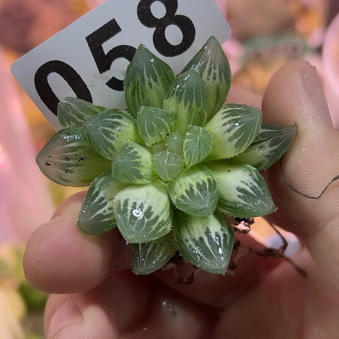 红红火火恍恍惚惚