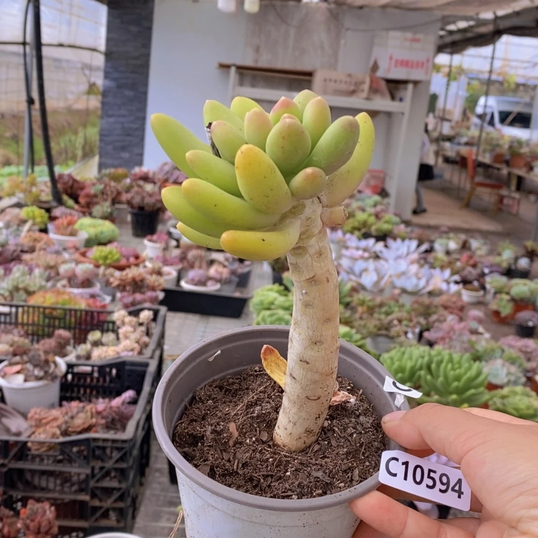 10594金蝉一物一拍