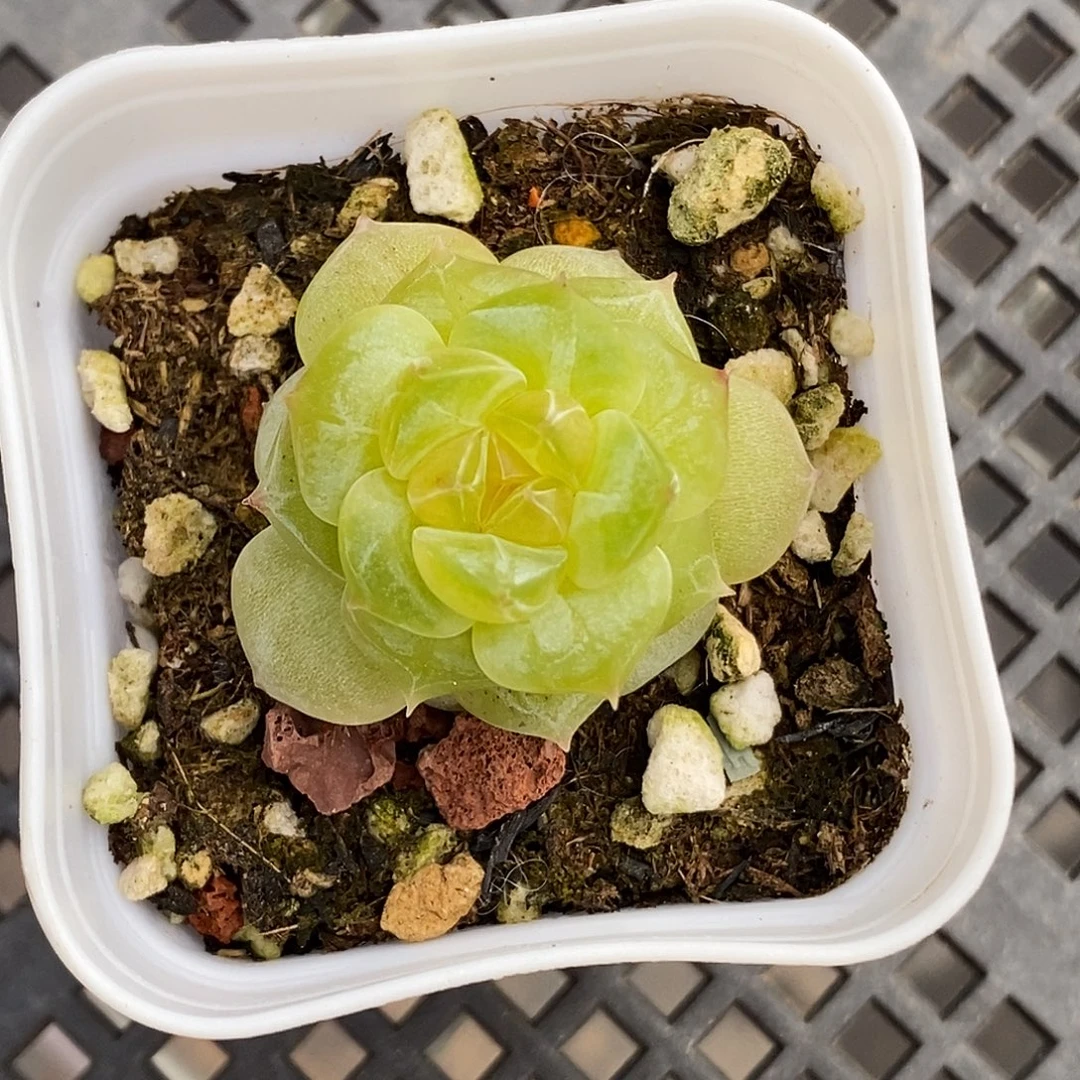 新品珍妮30包邮非偏远