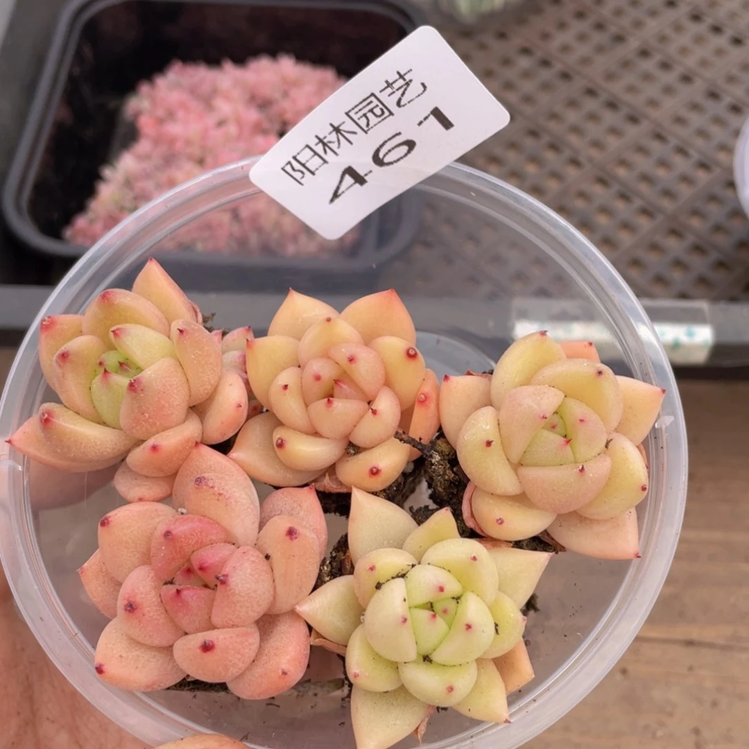 多肉植物多肉植物461