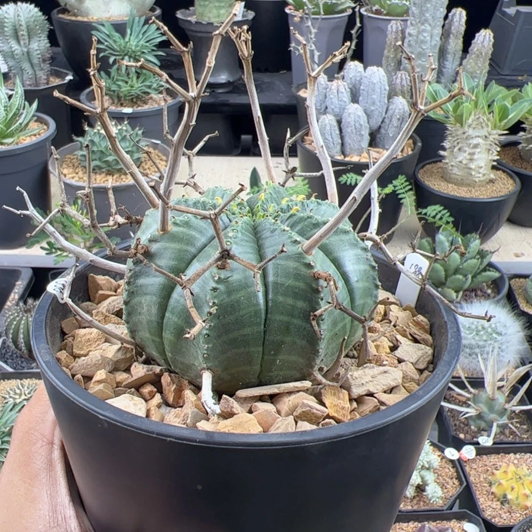 法丽达实生大戟7.8一物一拍脱土发