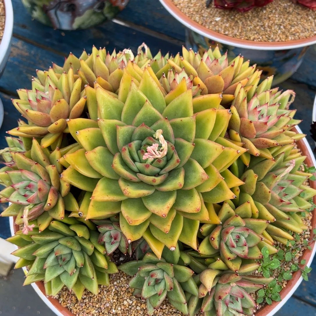 从前慢多肉精选编号0216.凯罗拉恩