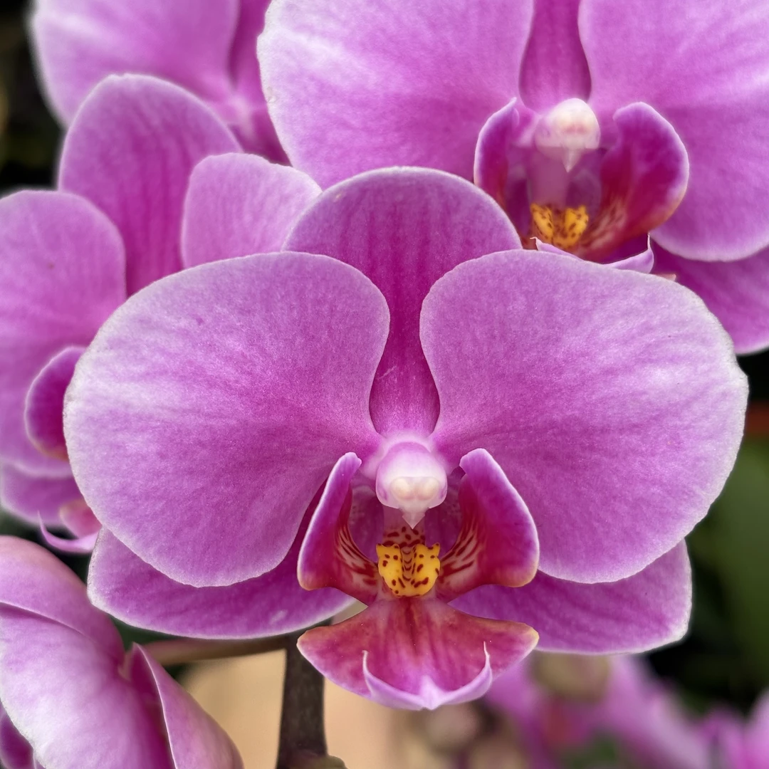 蝴蝶兰【紫霞仙子】带花，带花剑，四季开花室内好养鲜花