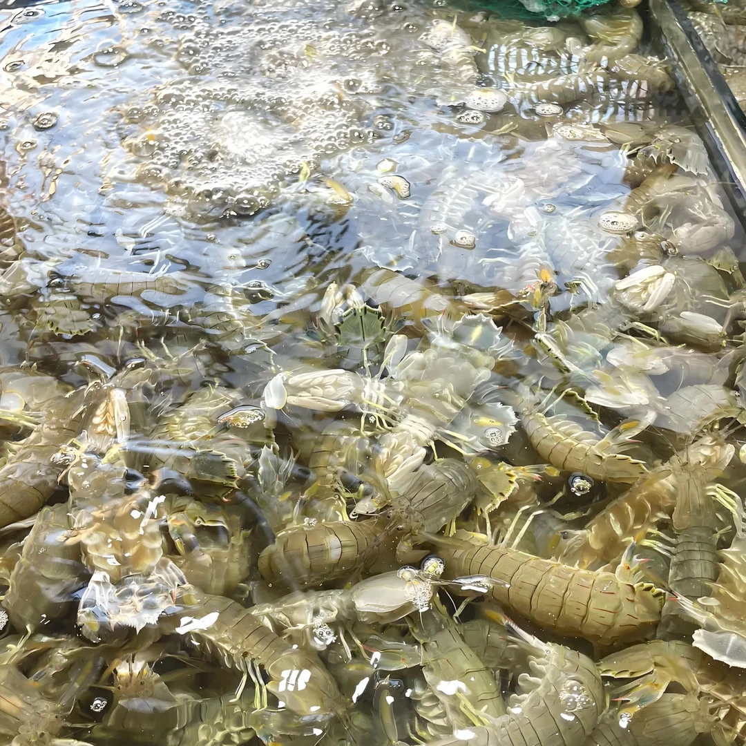 鲜活皮皮虾（默认不宰杀）