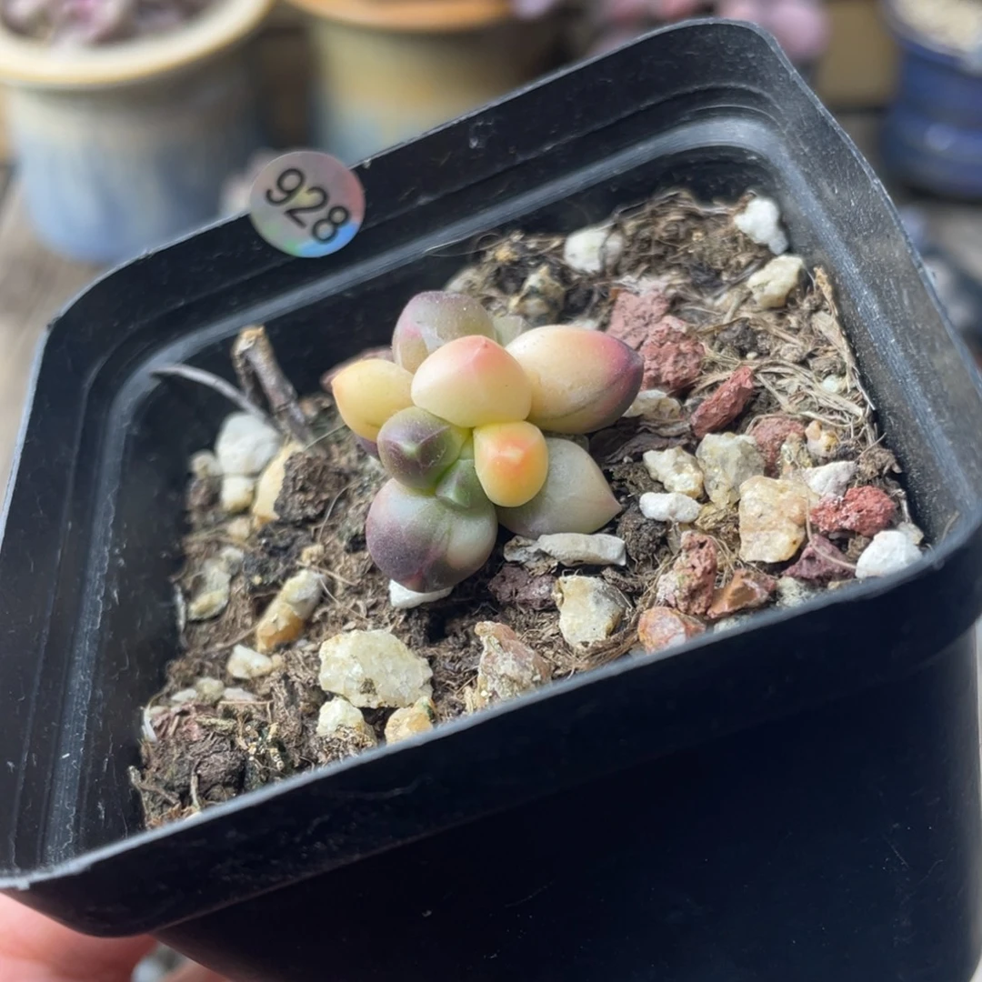 千代田白锦多肉植物