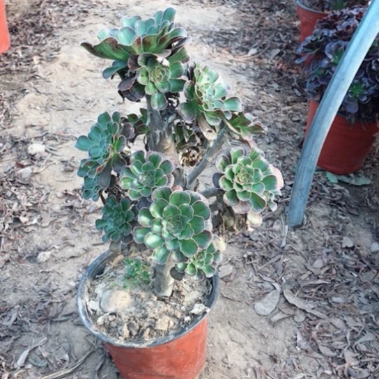 拉丝锦多肉植物42