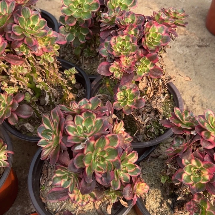纳福绣球有砍多肉植物量