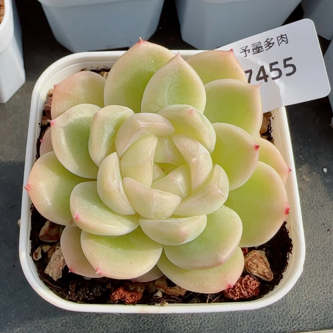 白体珍妮，7455多肉植物