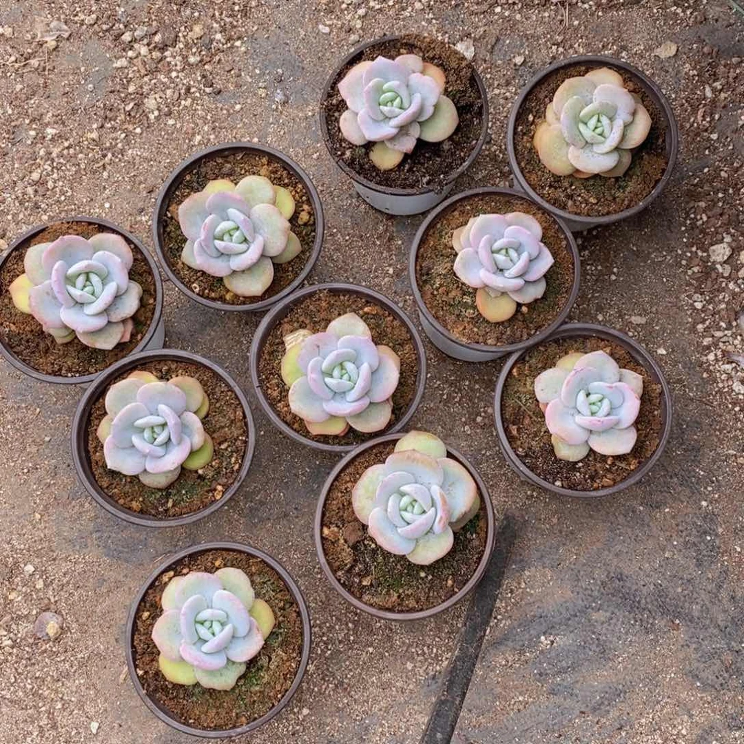 捂****?奶茶单头10颗