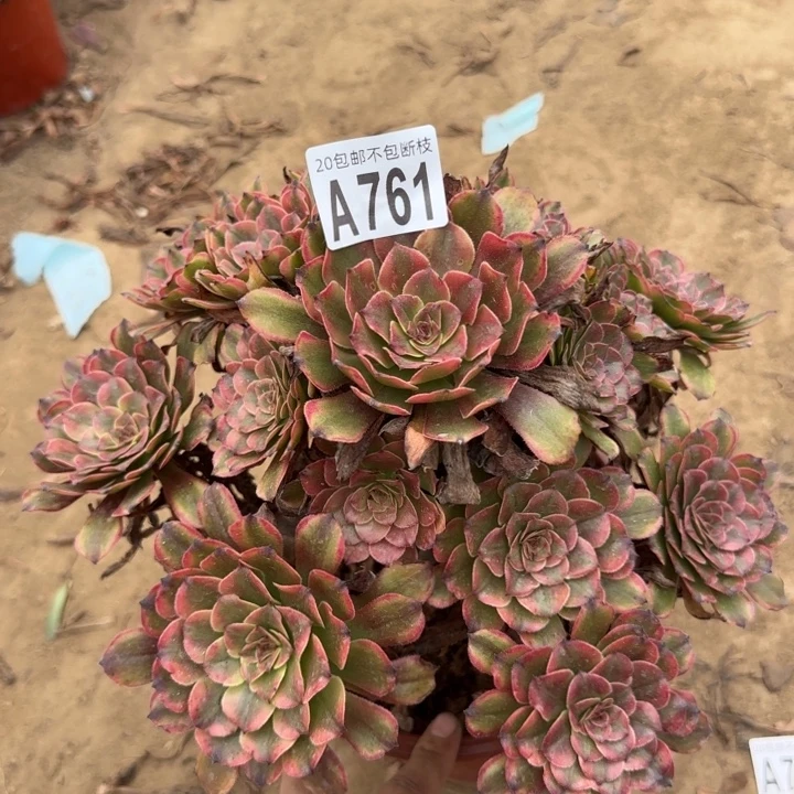 烟花……多肉植物……