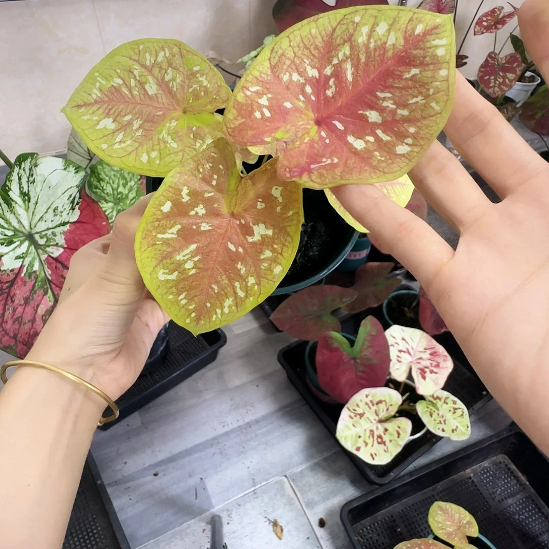 完全开放     126彩虹糖