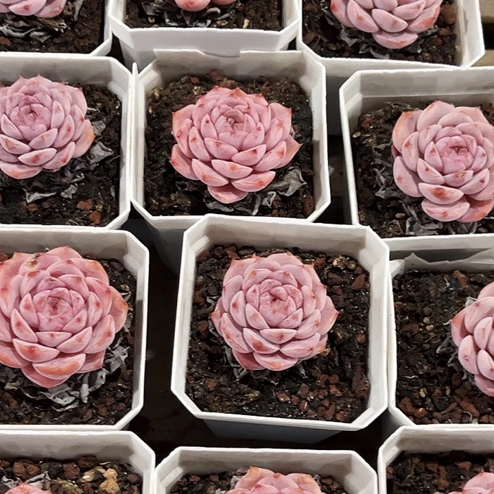 艾莉女王         福利多多