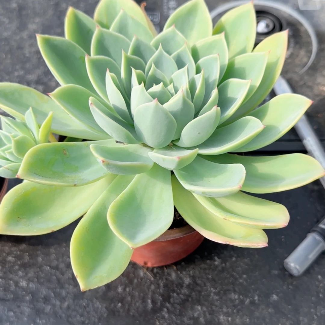 无花朵三色堇大单头带崽