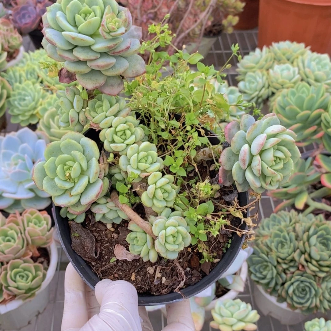 482香草老桩一物一拍