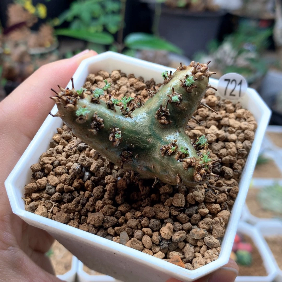 实生白皮月界带盆