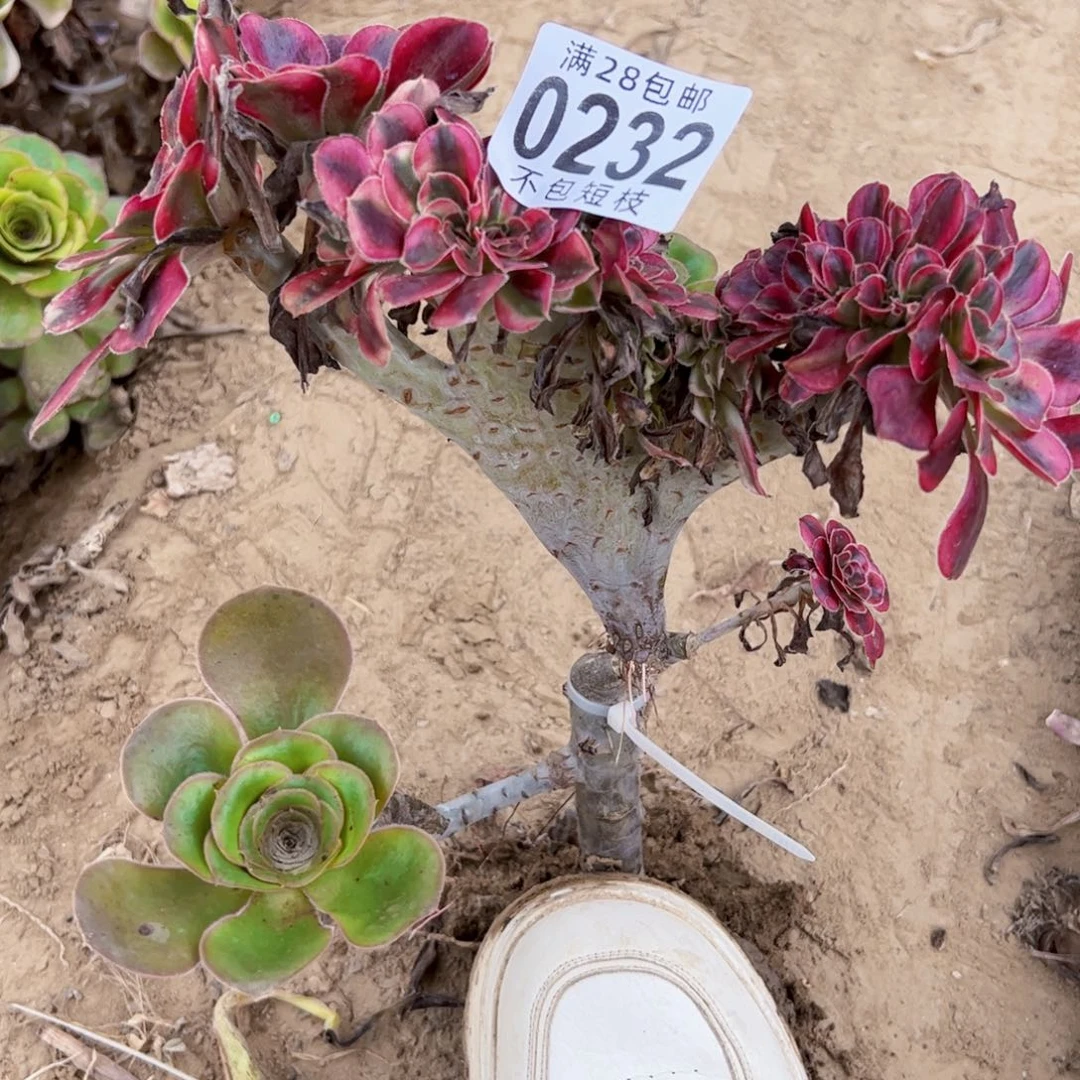 香奈儿缀多肉植物0232砍头