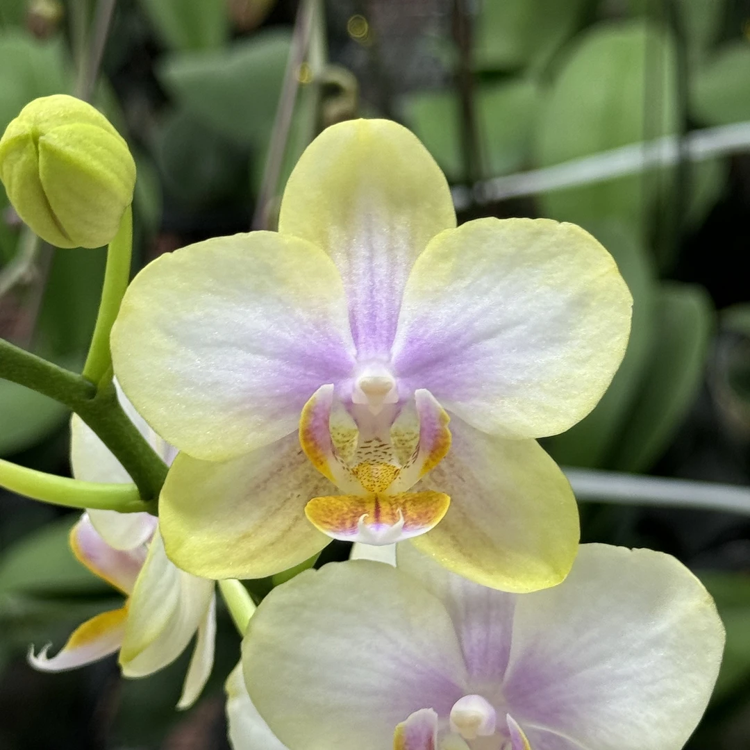 蝴蝶兰【祥云】3.0寸杯带花带花苞发货