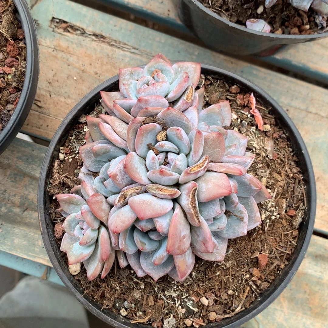 石榴籽无砍趴地群