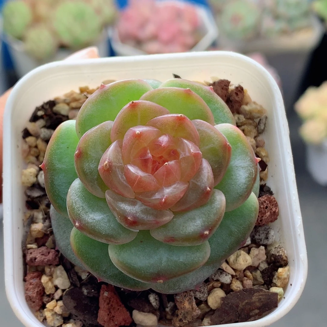 58包邮  群生不包整02