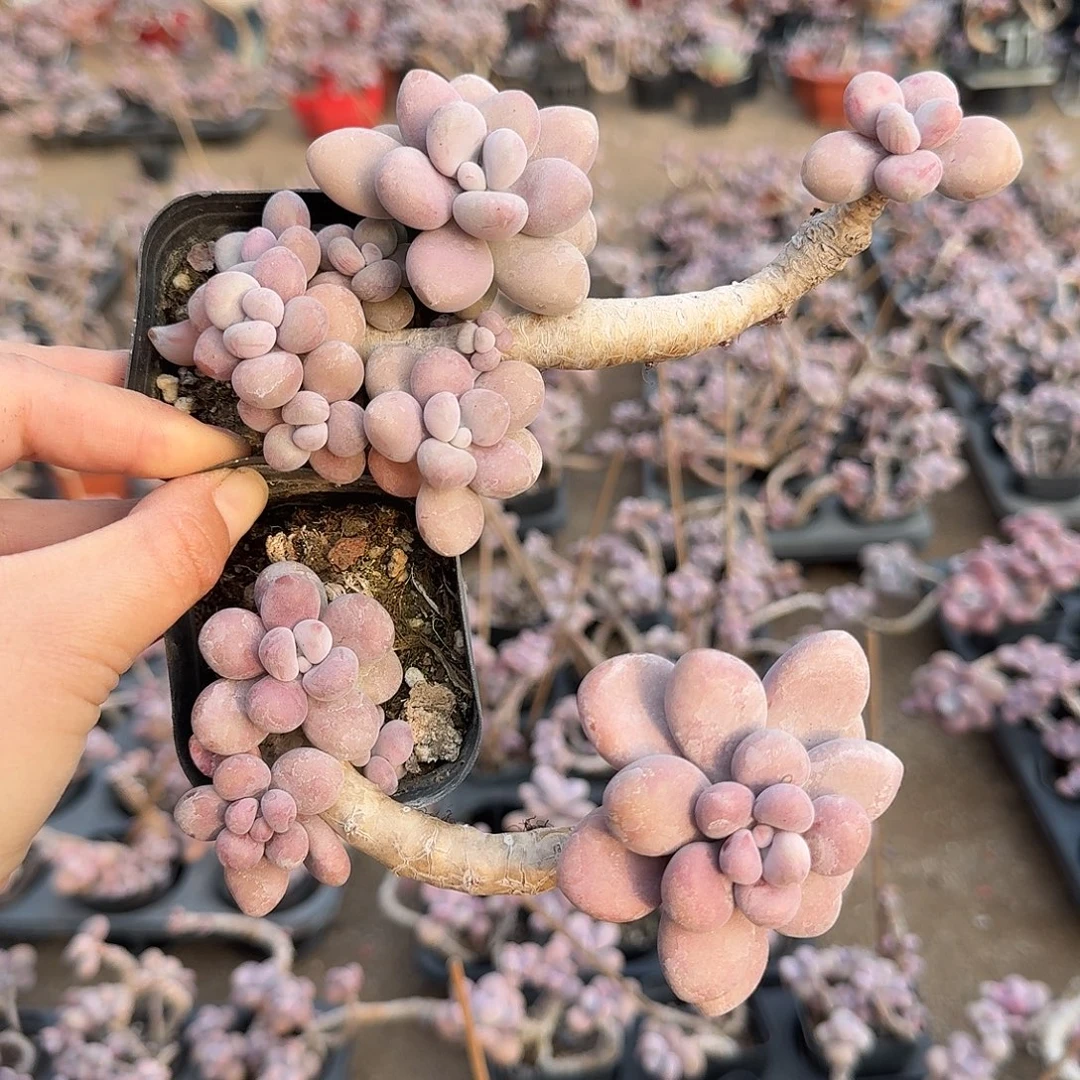 桃蛋老桩不带盆两颗23号