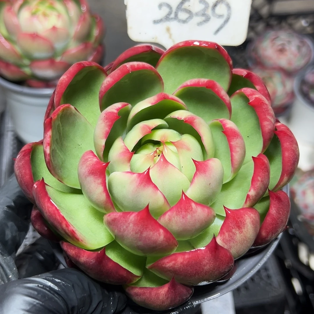 …***…惊鸿仙子一物一拍2639号