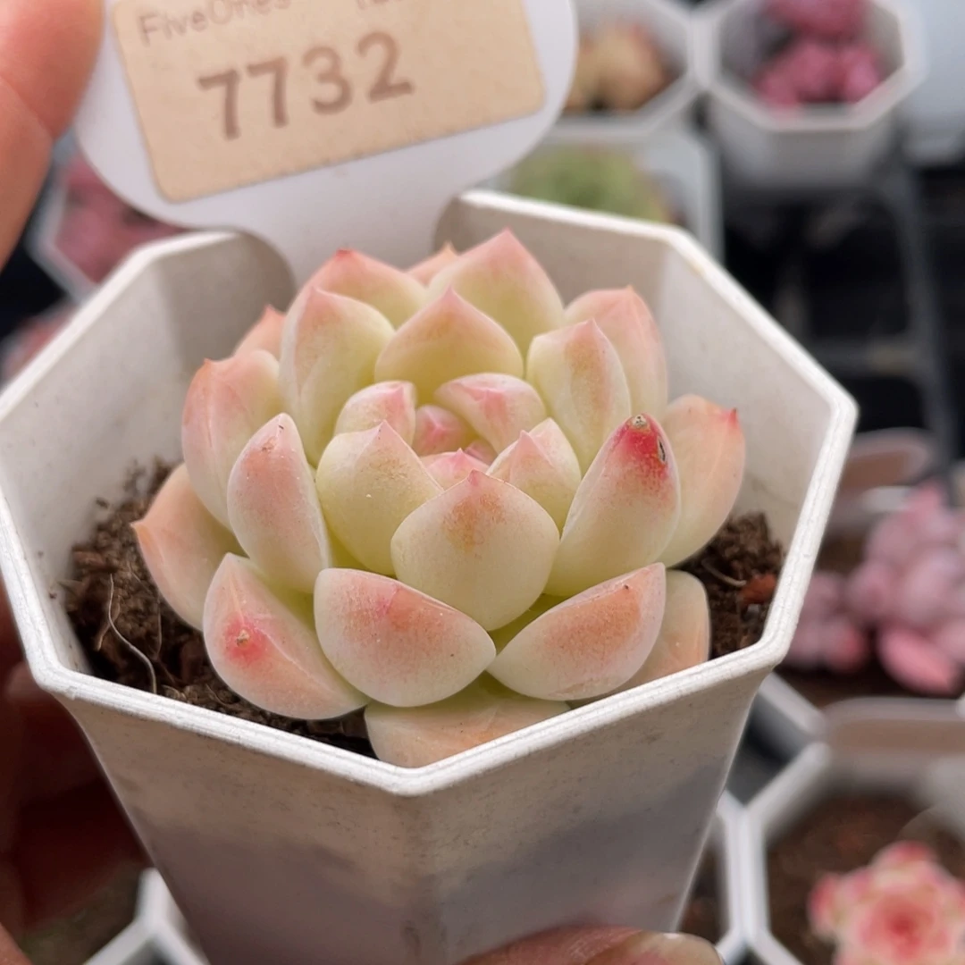 白桃汽水7732-5.0厘米