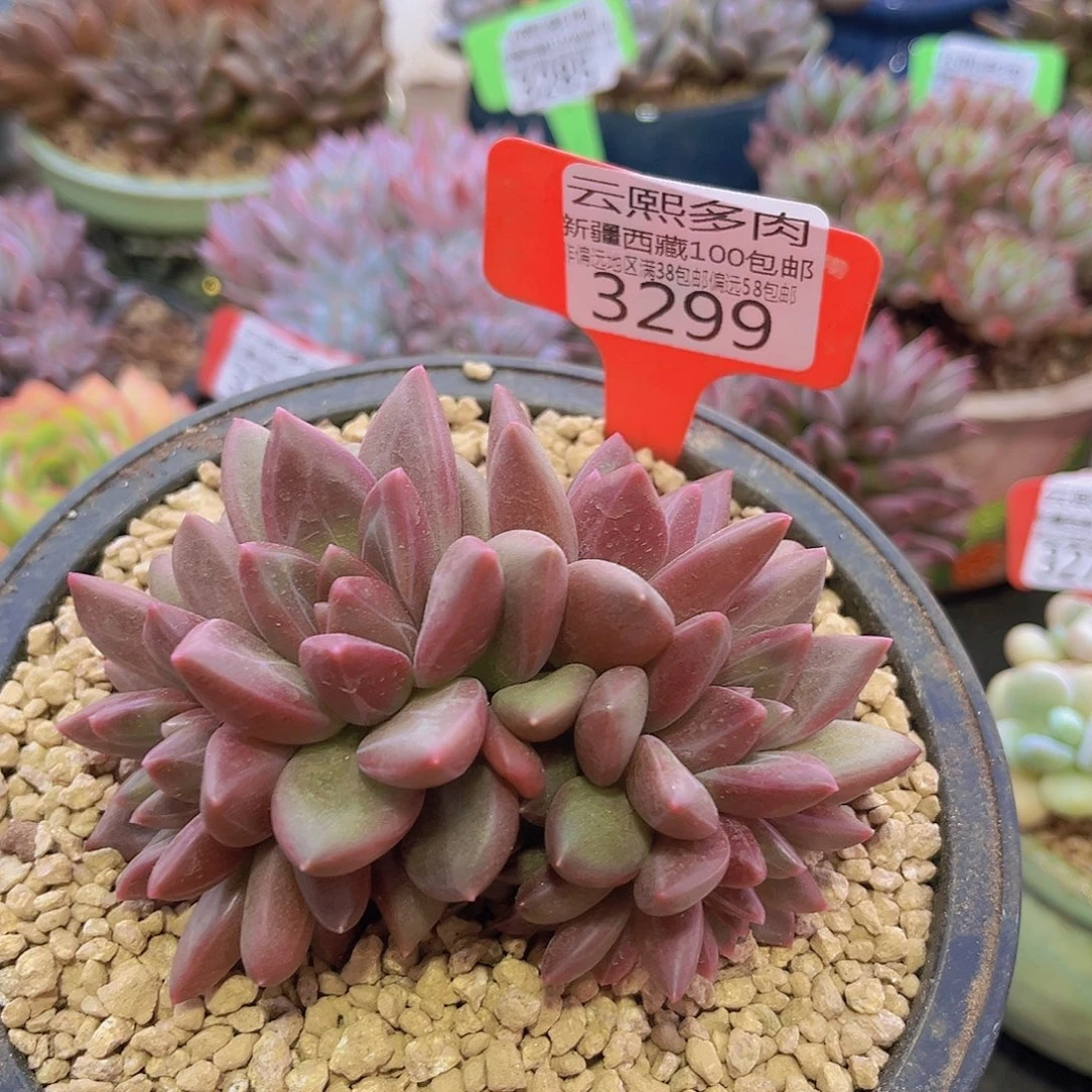 3299迷雾泡泡多肉植物